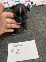 Robin# 2, a female Boston Terrier for sale in Bells, TX – 4 of 4