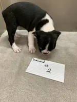 Diamond # 2, a female Boston Terrier for sale in Bells, TX – 4 of 4