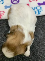 Snickers #4, a male Shih Tzu for sale in Bells, TX – 2 of 5