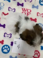 Mary # 4, a male Shih Tzu for sale in Bells, TX – Photo 3 of 3