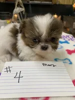Mary # 4, a male Shih Tzu for sale in Bells, TX – Photo 1 of 3