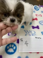 Mary # 4, a male Shih Tzu for sale in Bells, TX – Photo 2 of 3