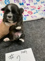 Mary#2, a male Shih Tzu for sale in Bells, TX – 2 of 5