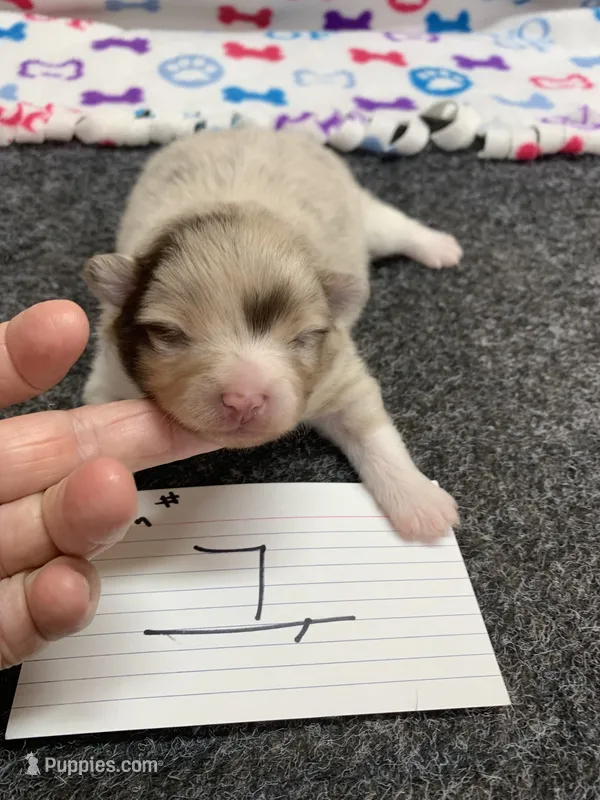 Brown – Pomeranian puppy for sale in Bells, TX