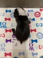 Harley #2, a male Boston Terrier for sale in Bells, TX – Photo 3 of 3