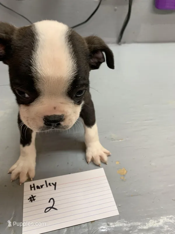 Harley #2 – Boston Terrier puppy for sale in Bells, TX