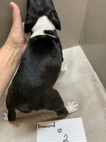 Diamond # 2, a female Boston Terrier for sale in Bells, TX – 3 of 4