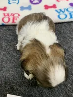 Snickers #3, a male Shih Tzu for sale in Bells, TX – 2 of 4