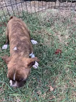 Addie # 6, a male Boston Terrier for sale in Bells, TX – 3 of 6