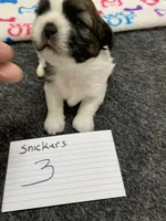 Snickers #3, a male Shih Tzu for sale in Bells, TX – 3 of 4
