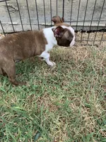 Addie # 7, a male Boston Terrier for sale in Bells, TX – 6 of 7