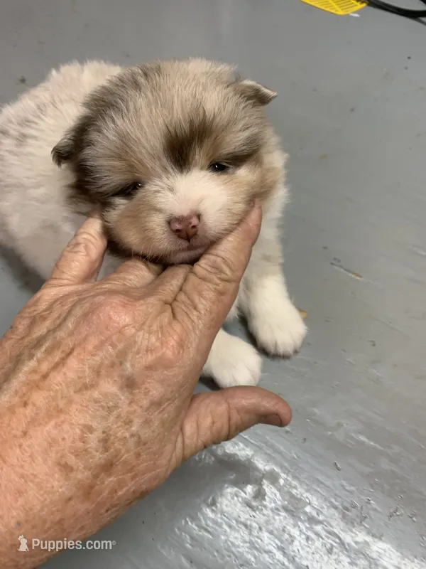 Brown – Pomeranian puppy for sale in Bells, TX