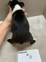 Diamond #3, a female Boston Terrier for sale in Bells, TX – 3 of 3