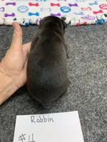 Robin# 4, a female Boston Terrier for sale in Bells, TX – 3 of 4