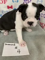 Diamond #4, a male Boston Terrier for sale in Bells, TX – 3 of 3