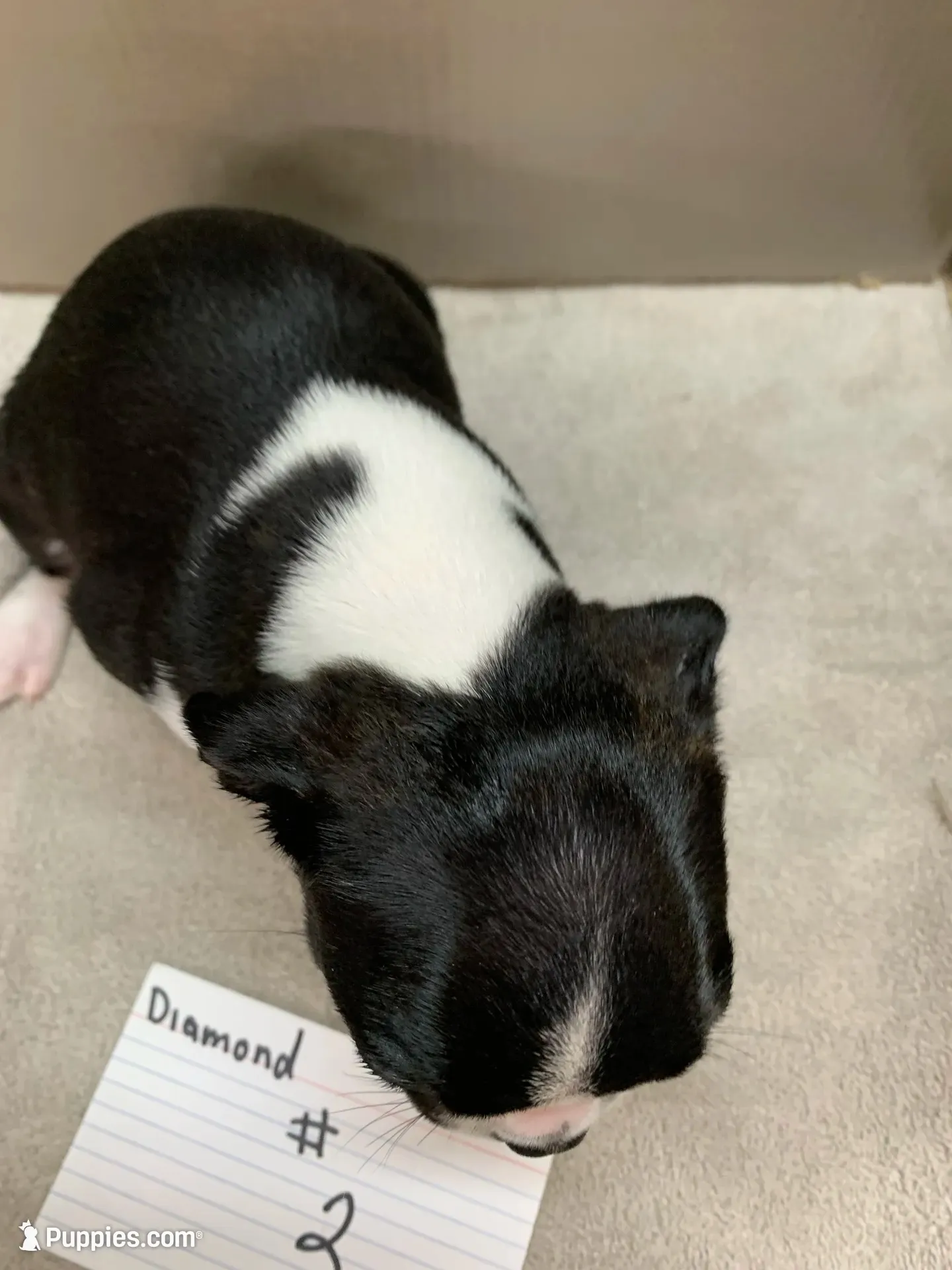 Diamond # 2, a female Boston Terrier for sale in Bells, TX – 2 of 4