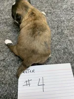 Teeter # 4, a male Shih Tzu for sale in Bells, TX – Photo 3 of 5