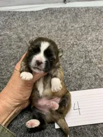 Teeter # 4, a male Shih Tzu for sale in Bells, TX – Photo 2 of 5
