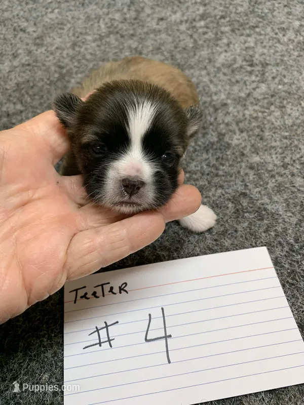 Teeter # 4 – Shih Tzu puppy for sale in Bells, TX