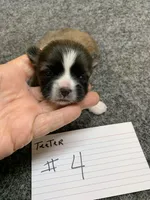 Teeter # 4, a male Shih Tzu for sale in Bells, TX – Photo 1 of 5