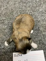 Teeter # 4, a male Shih Tzu for sale in Bells, TX – Photo 4 of 5