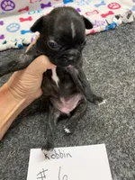 Robin#6, a female Boston Terrier for sale in Bells, TX – 2 of 4