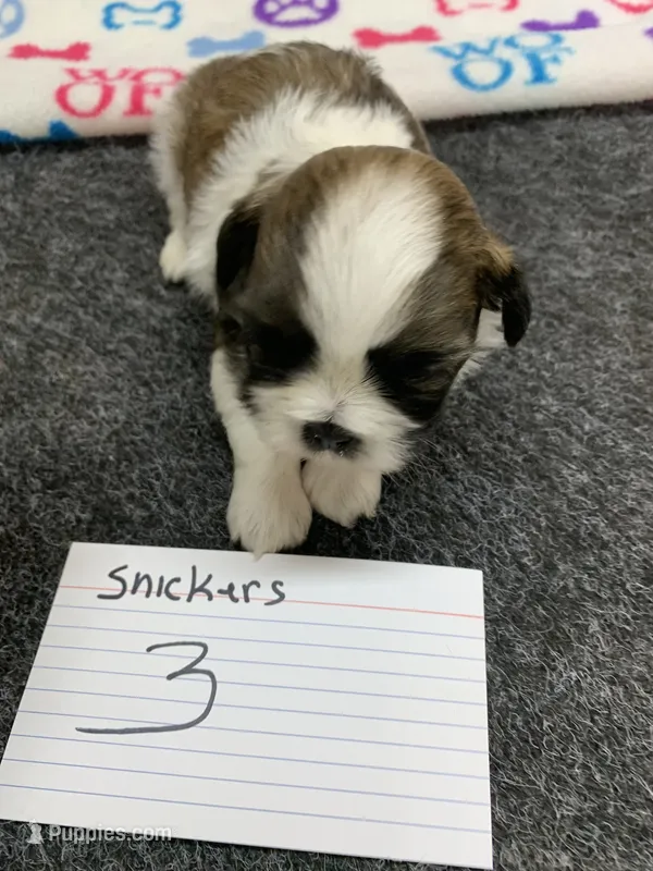 Snickers #3 – Shih Tzu puppy for sale in Bells, TX