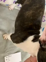 Robbin#1, a female Boston Terrier for sale in Bells, TX – 2 of 4