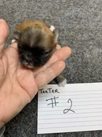 Teeter# 2, a female Shih Tzu for sale in Bells, TX – Photo 1 of 4