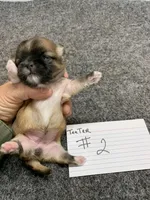 Teeter# 2, a female Shih Tzu for sale in Bells, TX – Photo 2 of 4