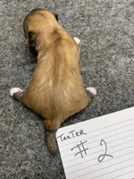 Teeter# 2, a female Shih Tzu for sale in Bells, TX – Photo 3 of 4