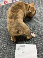 Addie # 6, a male Boston Terrier for sale in Bells, TX – 2 of 6