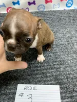 Addie # 3, a male Boston Terrier for sale in Bells, TX – 1 of 5