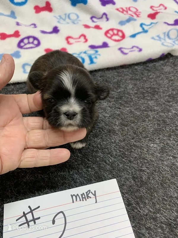 Mary#2 – Shih Tzu puppy for sale in Bells, TX
