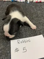 Robin #5, a female Boston Terrier for sale in Bells, TX – 4 of 5