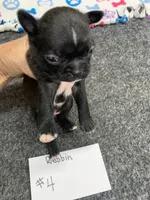 Robin# 4, a female Boston Terrier for sale in Bells, TX – 2 of 4