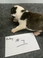 Robin#1, a female Boston Terrier for sale in Bells, TX – 4 of 4