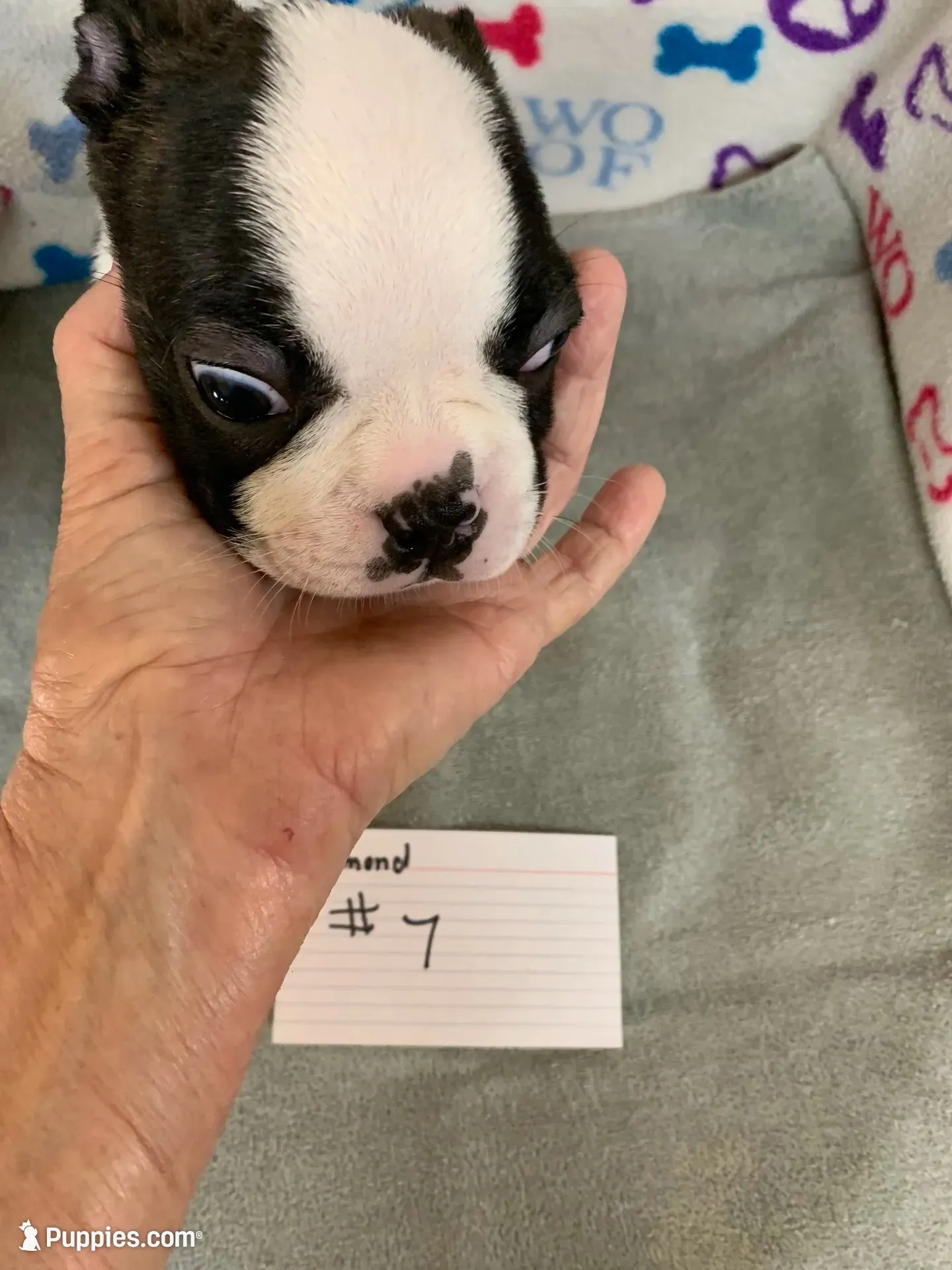 Diamond #7, a male Boston Terrier for sale in Bells, TX – 2 of 4