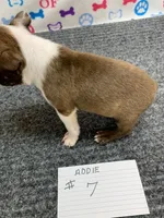 Addie # 7, a male Boston Terrier for sale in Bells, TX – 4 of 7