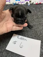Robin#6, a female Boston Terrier for sale in Bells, TX – 4 of 4