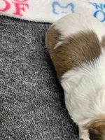 Mary #1, a female Shih Tzu for sale in Bells, TX – 5 of 5