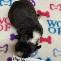 Harley #1, a female Boston Terrier for sale in Bells, TX – Photo 5 of 5