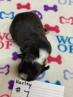 processed/d9f9ce60-007d-4e05-b50c-08be29aa9df4/listing/c7e8e47c-b997-4a5c-9f3c-3fa4bb76ff68/2de76898-2927-4aaa-ac17-4c8657dcf583