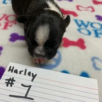 Harley #1, a female Boston Terrier for sale in Bells, TX – Photo 1 of 5