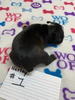 processed/d9f9ce60-007d-4e05-b50c-08be29aa9df4/listing/c7e8e47c-b997-4a5c-9f3c-3fa4bb76ff68/8a520f1d-0ff8-46a7-804b-3298e0fe50b0