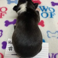 Harley #1, a female Boston Terrier for sale in Bells, TX – Photo 2 of 5