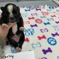 Harley #1, a female Boston Terrier for sale in Bells, TX – Photo 4 of 5