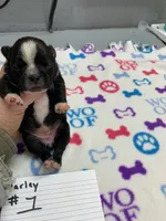 processed/d9f9ce60-007d-4e05-b50c-08be29aa9df4/listing/c7e8e47c-b997-4a5c-9f3c-3fa4bb76ff68/c37b5292-06e2-46e7-893b-689ca710a408