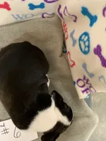 Diamond #6, a male Boston Terrier for sale in Bells, TX – 2 of 3