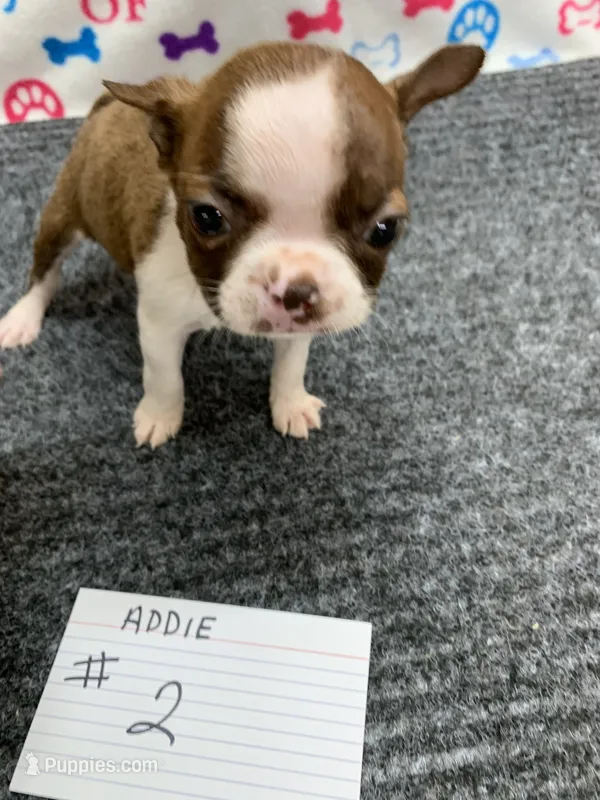 Addie #2 – Boston Terrier puppy for sale in Bells, TX
